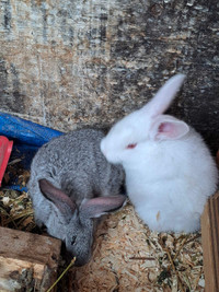 Flemish rabbits