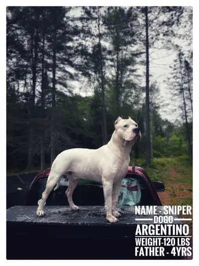Dogo female puppies for sale , View more