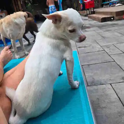 Rehoming Intact Male Chihuahua, View more