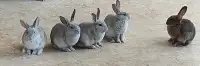 Holland lop/ New Zealand Bunnies