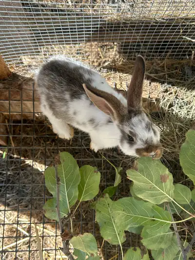 Rex/flemish giant mix, View more