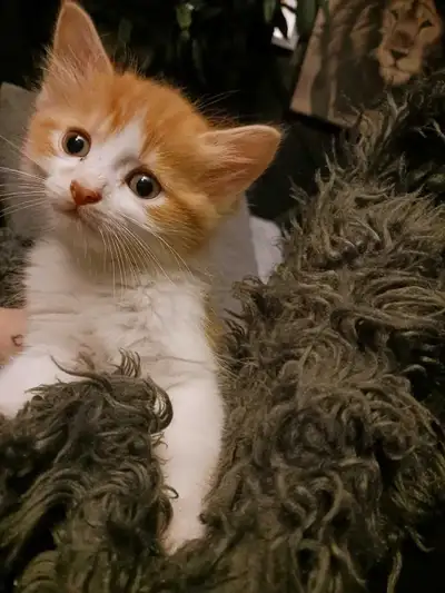 adorable and looking for forever home, View more