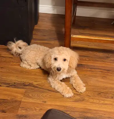 Mochi is looking for a new home, View more