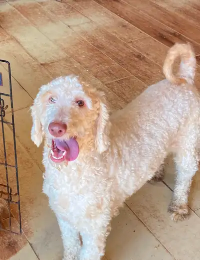 Aussiedoodles and Whoodles -Older, View more