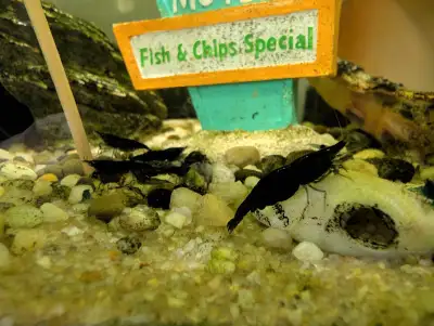 Yellow or Black shrimp delivery in Halton/Hamilton, View more