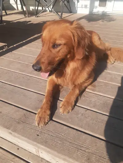 American Golden Retirever, View more