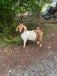 Boer Buck goat