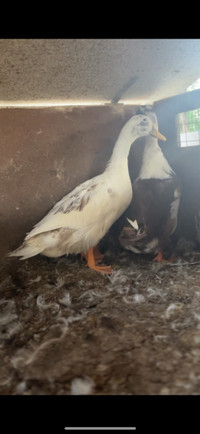 Pure bred POL Ancona duck trio