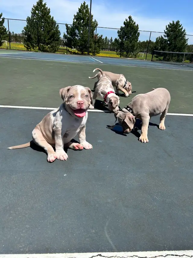 American Pups459620558696632321