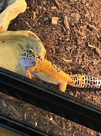 Female leopard gecko 