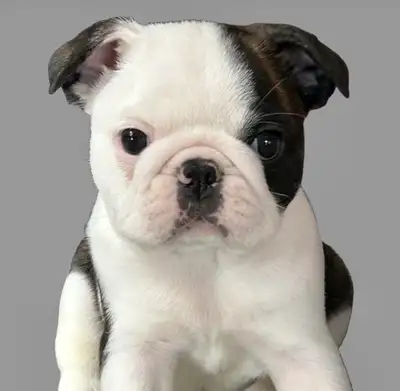 Bugg puppies for sale, View more