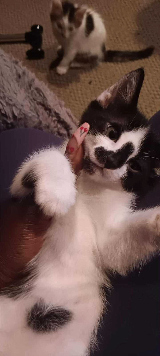 ADORABLE KITTENS LOOKING FOR FOREVER HOMES! in Cats & Kittens for Rehoming in Vancouver
