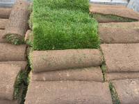 Fresh cut Kentucky Bluegrass sod for Sale free delivery