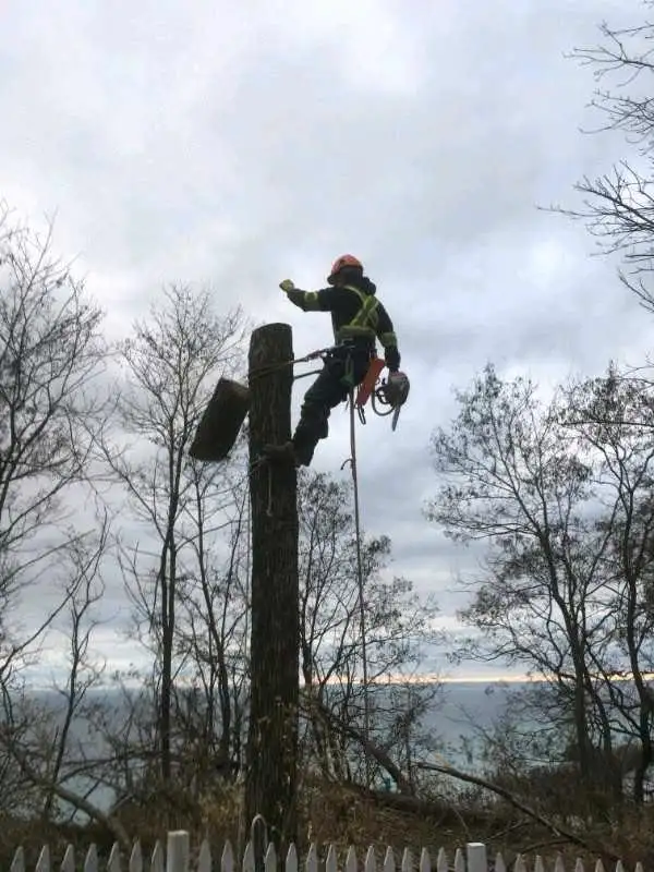 Tree Cutting Arborist Services62863229270146122