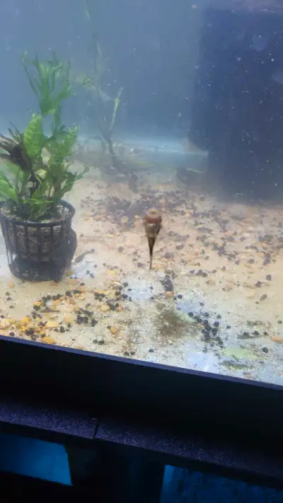 I have baby albino an brown bn plecos available for $3.00 a piece. Im a at home breeder. I started l...