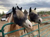 Draft horse fillies