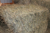quality hay