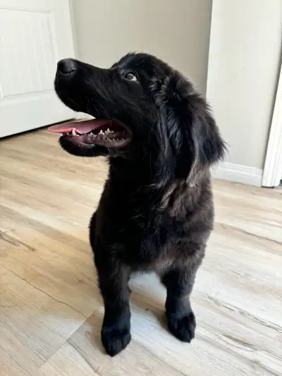 LAST GIRL LEFT Super sweet, cuddly, calm and lovable 3/4 Newfoundland 1/4 Poodle Comes with food, le...