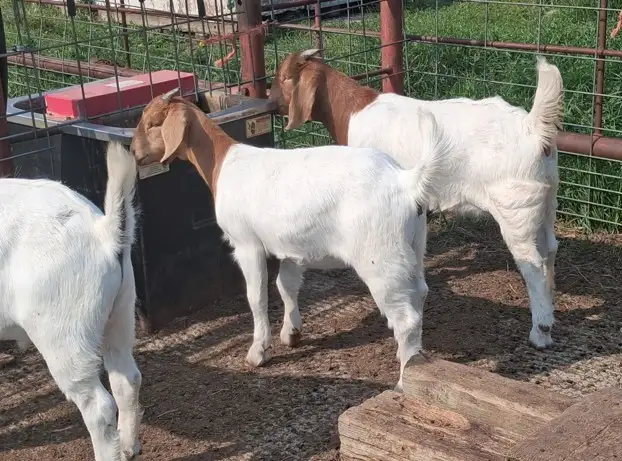Boer Doeling Goats.  These female goats were born April 7 - 17. in Livestock in Lloydminster - Image 4