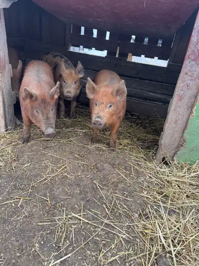 Hogs hog , View more