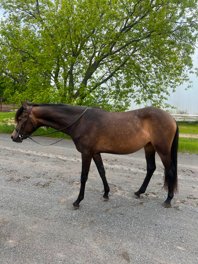 Buckskin welsh mare 3yo dans Chevaux et poneys à adopter  à Granby - Image 4
