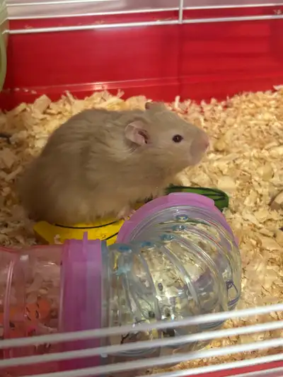 Cookies is a hamster around 2 months old. Comes with the cage, toys, bedding, food and ofc the hamst...