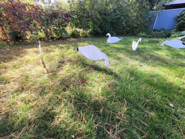 Snow geese silhouette decoys in Fishing, Camping & Outdoors in Ottawa - Image 5
