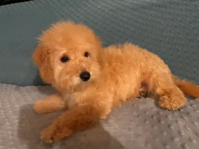 Mini poodle boy, View more