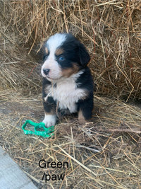 Adorable Bernese Mountain Pups. $750