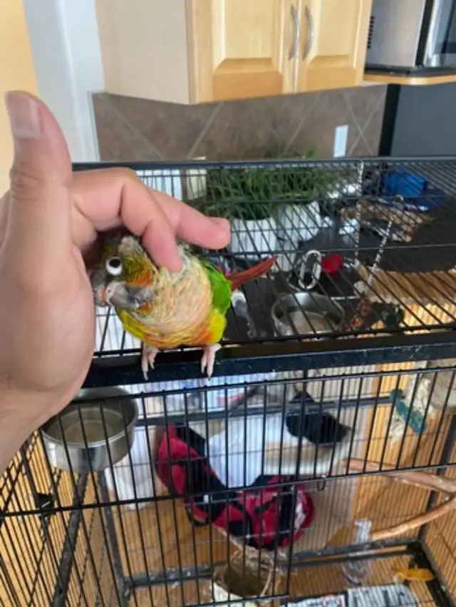 Two Conure Parrots - Only $450 in Birds for Rehoming in Calgary - Image 10