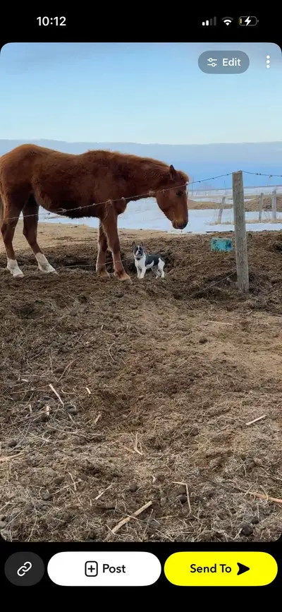 2024 apha stud colt, View more