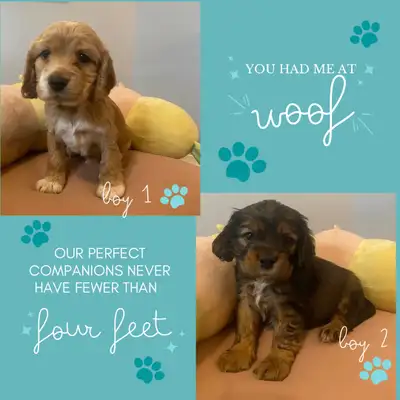 A litter of six beautiful pure breed American Cocker Spaniel Puppies (2 males, 4 females), available...