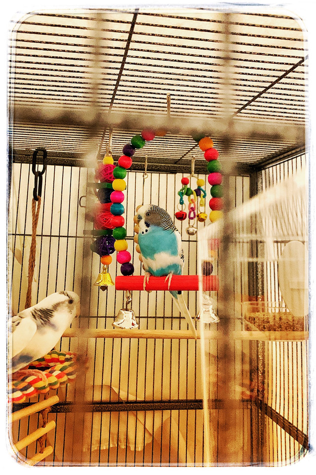 Bird sitting available in a clean, loving home.  in Animal & Pet Services in North Bay