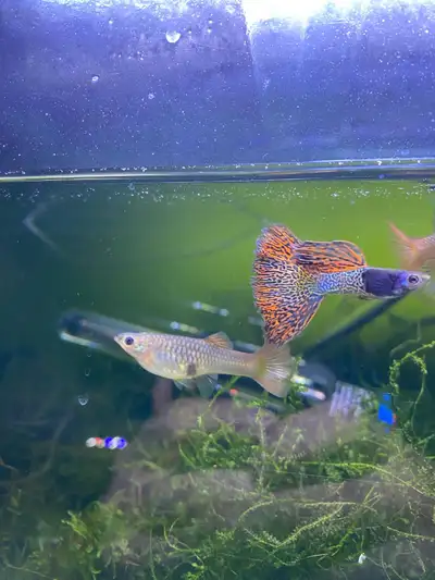 Guppy Pairs (Metal head red lace/Albino full red/Koi), View more