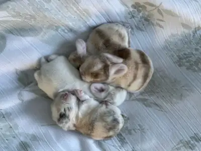 Holland Lop baby bunnies✨, View more