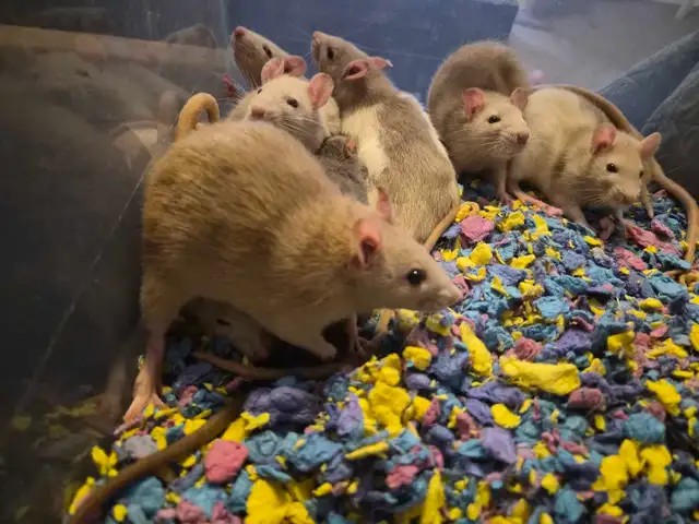 cuddly baby rats need furrever homes!! in Small Animals for Rehoming in Oshawa / Durham Region - Image 4