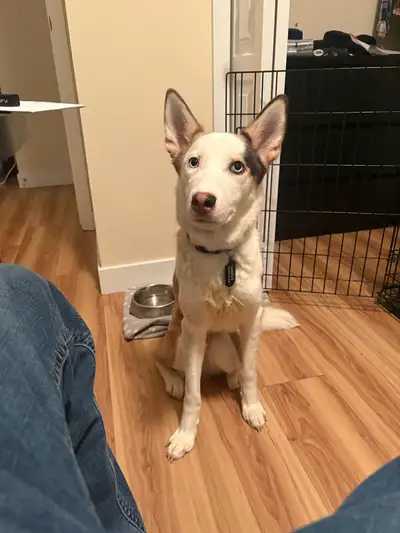 8 month Aussie Shepard, View more