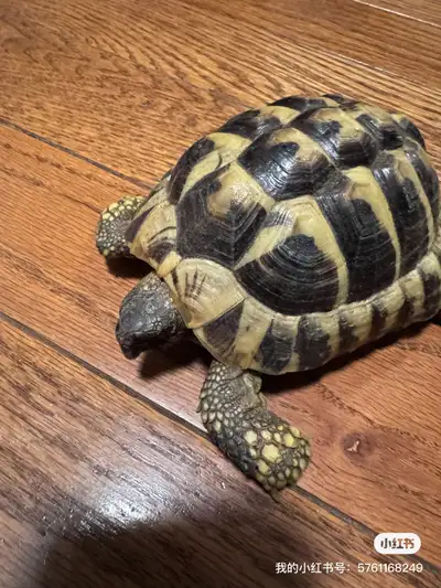 It’s west hermann's tortoise, about 2years old boy, it’s active and healthy, looking for new home. 9...