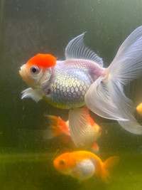 Red cap oranda gold fish - female