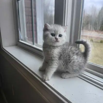 British X Scottish Shorthair kittens, View more