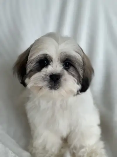 SHIHTZU PUPPIES , View more