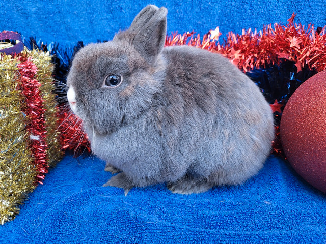 EXTRAORDINARY NETHERLAND DWARF AND LIONHEAD BUNNY RABBITS  in Small Animals for Rehoming in Regina - Image 2