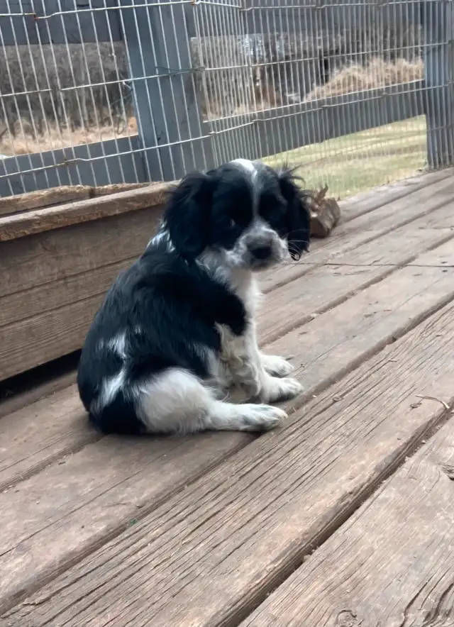 Cocker Spaniel puppies in Dogs & Puppies for Rehoming in Edmonton - Image 4