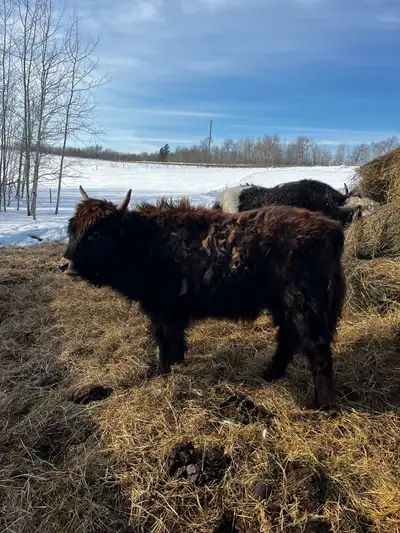 Offered for sale: beautiful Highland × Yak heifer, combining the best traits of both worlds. This Dz...