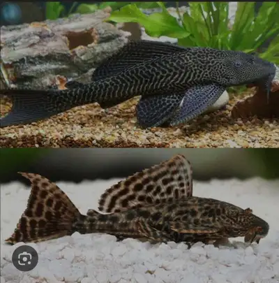 Asking for a pleco fish, View more