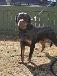 Free Rottweiler to good home