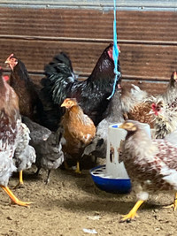 Blue laced red Wyandotte hatching eggs