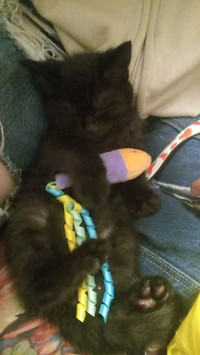 Beautiful 2 Month Black Kitten (FREE TO PURRFECT HOME)