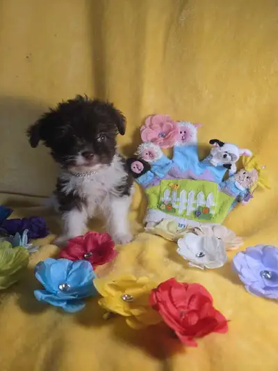 chiot caniche miniature croise chihuahua, View more