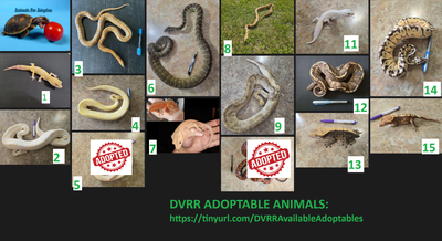 DV Reptile Rescue Animals Ready to Adopt!, View more